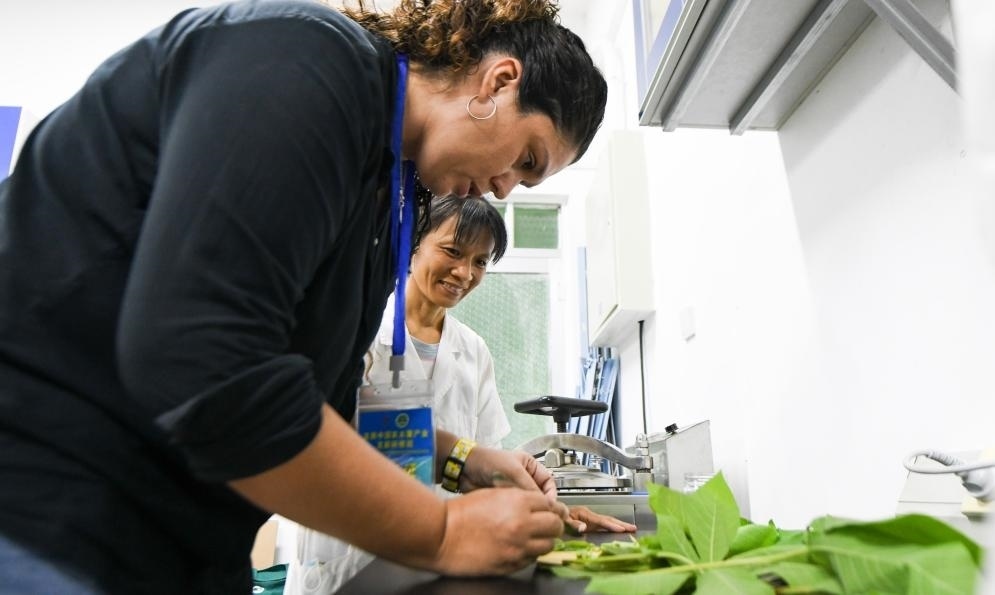 9月17日，來自哥倫比亞的研修班學(xué)員埃文·奧拉亞（左）在中國(guó)專家的指導(dǎo)下學(xué)習(xí)實(shí)操木薯組培快速繁育技術(shù)。