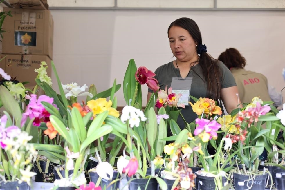 9月14日至17日，哥倫比亞首都波哥大舉辦蘭花展。