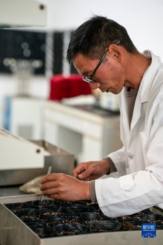 技術(shù)員田連通在實(shí)驗(yàn)室播種太空種子（4月3日攝）。