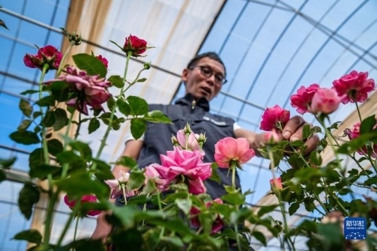 在云南省安寧市現(xiàn)代農(nóng)業(yè)園區(qū)玫瑰種植示范園，技術(shù)員田連通觀察玫瑰花（10月20日攝）。