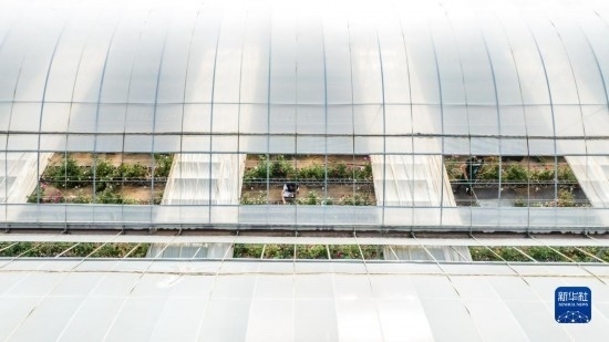 云南省安寧市現(xiàn)代農(nóng)業(yè)園區(qū)玫瑰種植示范園一景（無人機(jī)照片，10月20日攝）。