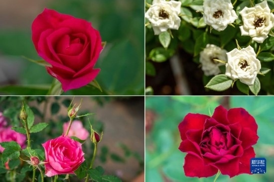 這是云南省安寧市現(xiàn)代農(nóng)業(yè)園區(qū)玫瑰種植示范園里玫瑰新品種的拼版照片。