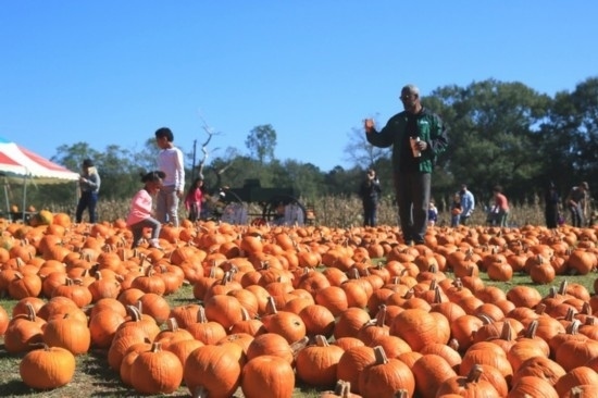  2020年10月31日，在美國新奧爾良市，人們在南瓜農(nóng)場里玩耍。新華社發(fā)（魏蘭攝）