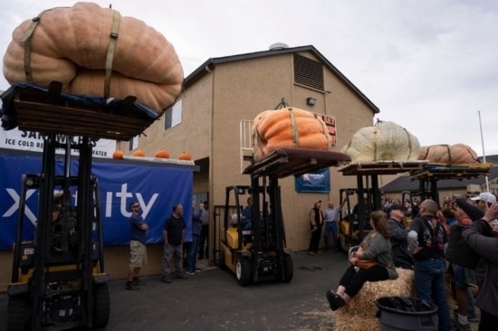  10月9日，在美國加利福尼亞州圣馬特奧縣半月灣舉行的南瓜稱重大賽現(xiàn)場，人們圍觀參賽的南瓜。新華社發(fā)（李建國攝）