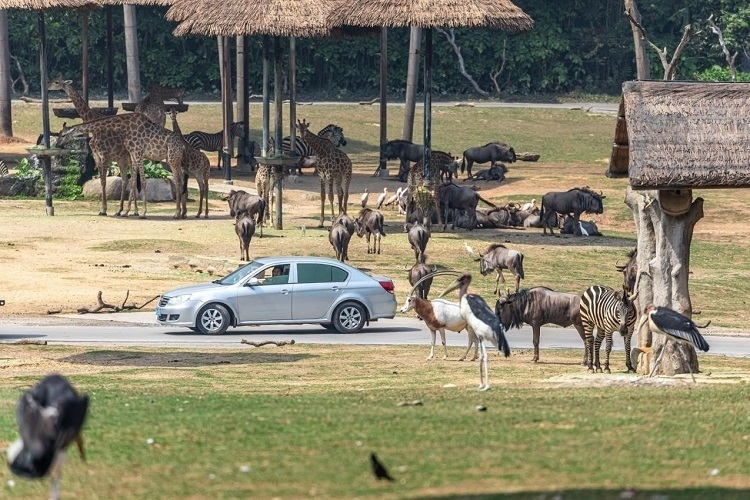 長隆野生動物世界園區(qū)內(nèi)，各類動物生活在一起。鄧泳怡 攝