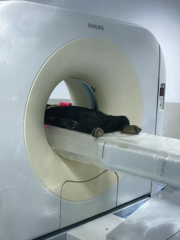 長隆野生動物世界的動物醫(yī)院內(nèi)，馬來熊在做核磁共振檢查。人民網(wǎng)記者 李舫攝