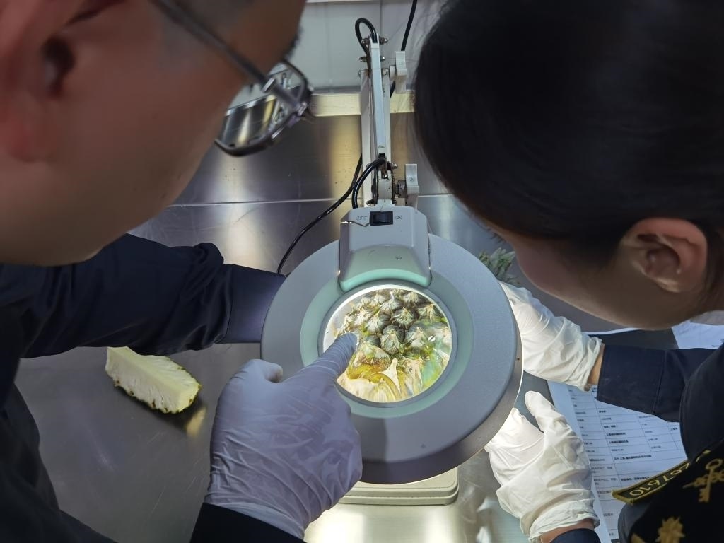 11月3日，上海海關(guān)關(guān)員對首批入境中國、參展第六屆進博會的貝寧菠蘿進行檢驗檢疫。新華社記者 吳宇 攝