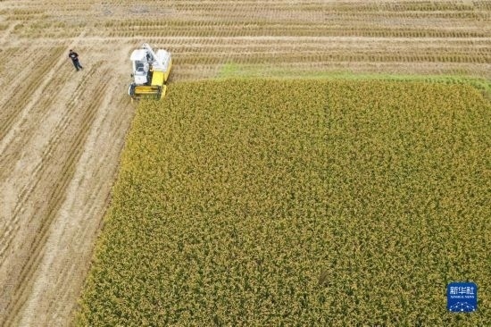 11月4日，在南通市通州區(qū)十總鎮(zhèn)育民村農(nóng)場(chǎng)，一臺(tái)設(shè)置好參數(shù)的無人收割機(jī)在工作中（無人機(jī)照片）。