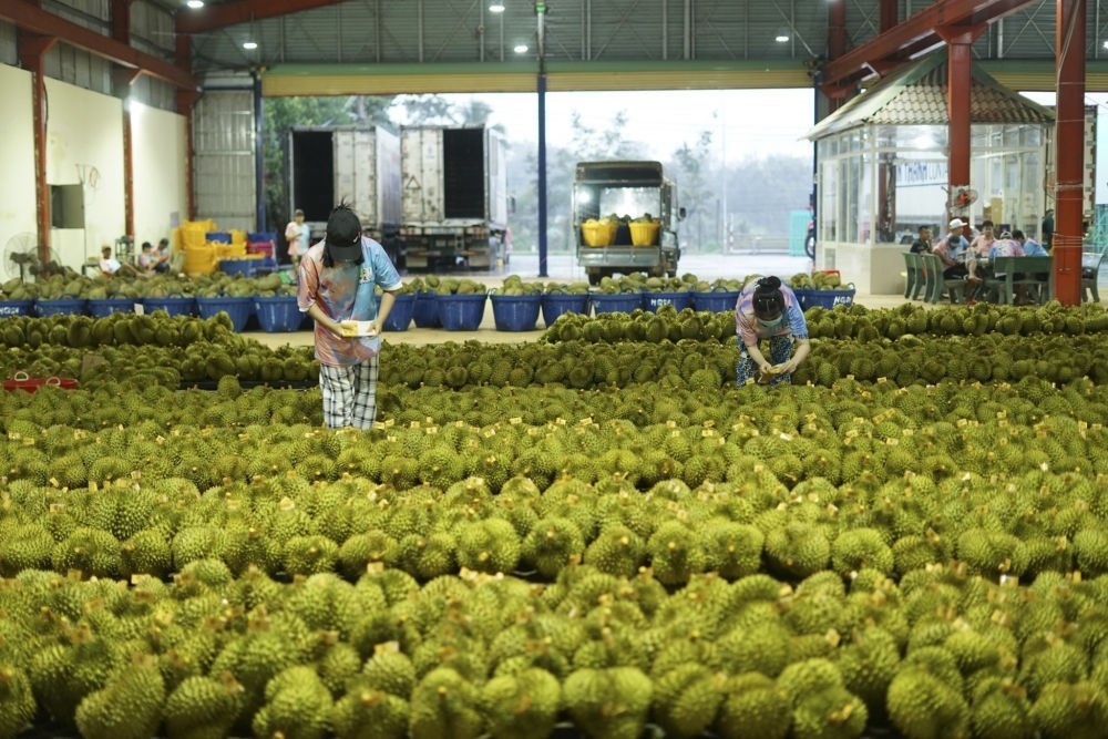 2023年9月15日，在越南多樂省一家榴蓮加工廠，工人在給即將出口到中國的榴蓮包裝貼牌。隨著《區(qū)域全面經(jīng)濟(jì)伙伴關(guān)系協(xié)定》紅利釋放，中國—東盟貿(mào)易規(guī)模進(jìn)一步擴(kuò)大。越來越多東盟國家的優(yōu)質(zhì)水果便捷地進(jìn)入中國市場，走上消費(fèi)者的餐桌。