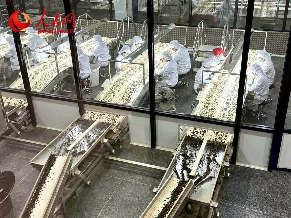 工人在對茶葉進行目視揀剔。人民網(wǎng)記者 劉微攝