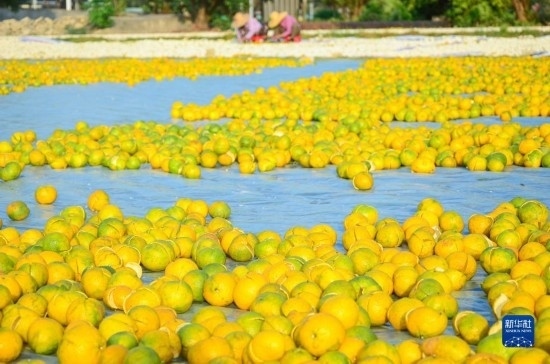 11月25日在廣東省江門市新會(huì)區(qū)拍攝的在空地上晾曬的新會(huì)柑皮。