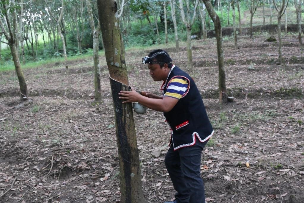 2017年10月，云南省永德縣團樹村佤族膠農蔣文富在割膠
