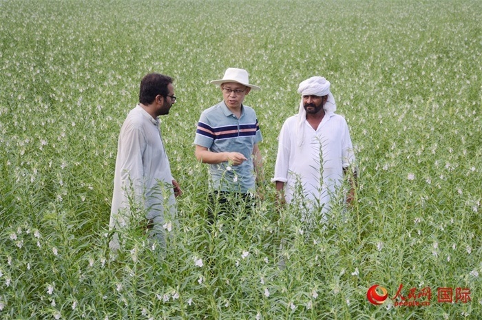 中巴經(jīng)濟(jì)走廊農(nóng)業(yè)合作中心負(fù)責(zé)人席建龍（中）與巴基斯坦當(dāng)?shù)剞r(nóng)戶(hù)在芝麻種植園交流作物生長(zhǎng)情況。人民網(wǎng)記者薩義德·邁赫迪攝