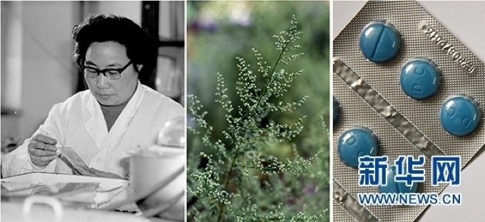 屠呦呦、青蒿和抗瘧疾成藥（拼版資料照片）