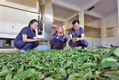  圖③：蒼梧法院六堡法庭法官深入茶企了解企業(yè)生產(chǎn)經(jīng)營情況。