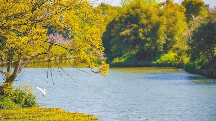  碧波蕩漾 浙江嘉興市海鹽縣望海街道永福社區(qū)荷花池，一汪碧水波光粼粼，風(fēng)光旖旎。當(dāng)?shù)厥冀K堅持綠色發(fā)展，促進(jìn)人與自然和諧共生。 肖弗勒模具（嘉興）有限公司德國籍經(jīng)理 湯姆·魯特納攝 “當(dāng)?shù)卮迕窀嬖V我，如今環(huán)境變好了，茶余飯后，大家都會到河邊散散步，欣賞美景，和鄰居聊聊天。我想，好生態(tài)是大自然的饋贈，更是長三角地區(qū)大力治理生態(tài)環(huán)境的結(jié)果。希望美麗中國的綠色發(fā)展之路越走越好。”
