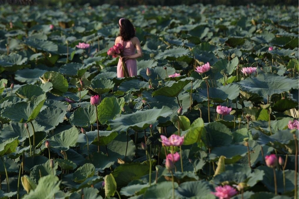 這是2020年7月15日，一名女子在越南首都河內(nèi)西湖畔的荷花叢中留影。
