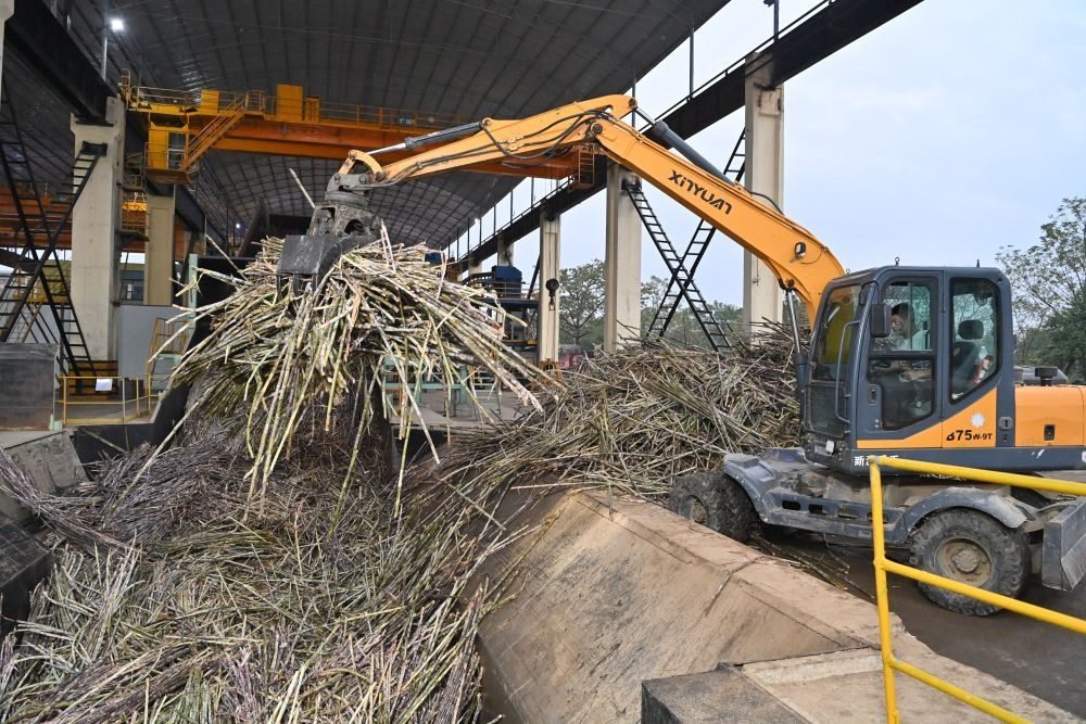 12月14日，在廣西來賓東糖鳳凰有限公司，員工操作機(jī)械將甘蔗投入傳送帶，準(zhǔn)備送往壓榨車間。