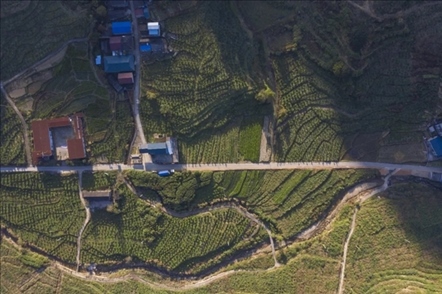 漠源鄉(xiāng)西柚基地。將樂縣農(nóng)業(yè)農(nóng)村局供圖