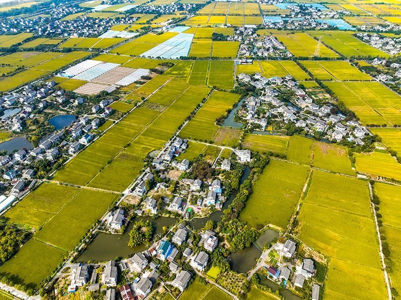 2023年10月22日，浙江海寧市黃灣鎮(zhèn)，金秋時節(jié)，金黃色的稻田與美麗鄉(xiāng)村構(gòu)成一幅寧靜祥和的畫卷。