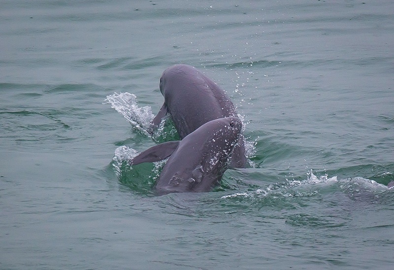 2021年5月10日，在湖北省宜昌市江邊，長(zhǎng)江江豚在水中嬉戲。