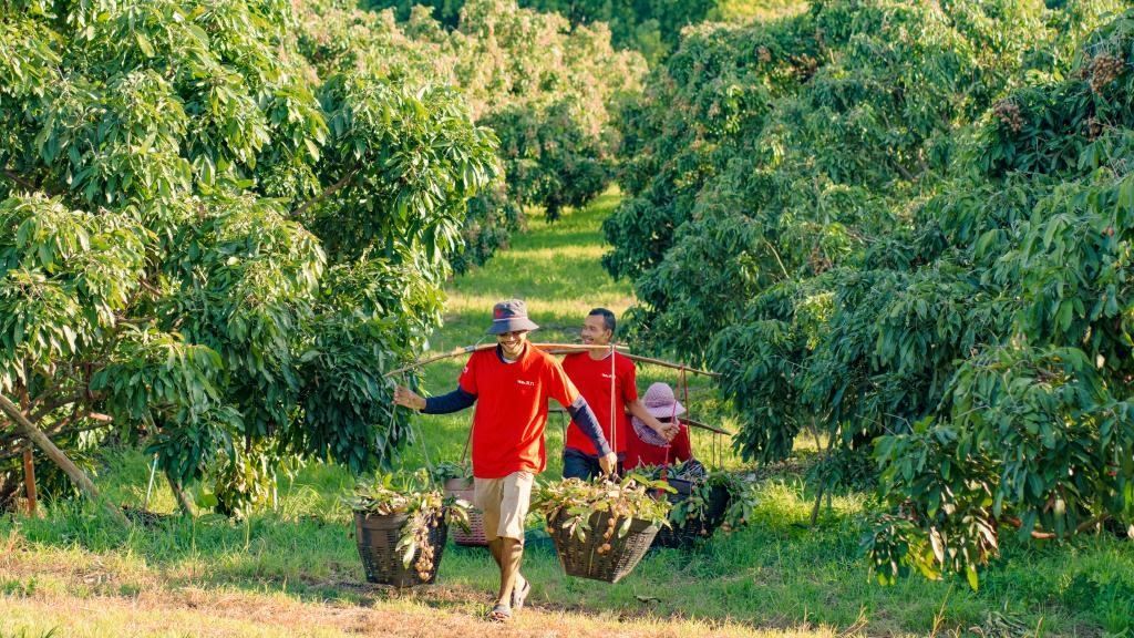 2023年10月，泰國(guó)尖竹汶府的龍眼種植園內(nèi)，采果工人正在運(yùn)輸新采摘的龍眼。（黎銀成攝 新華社發(fā)）