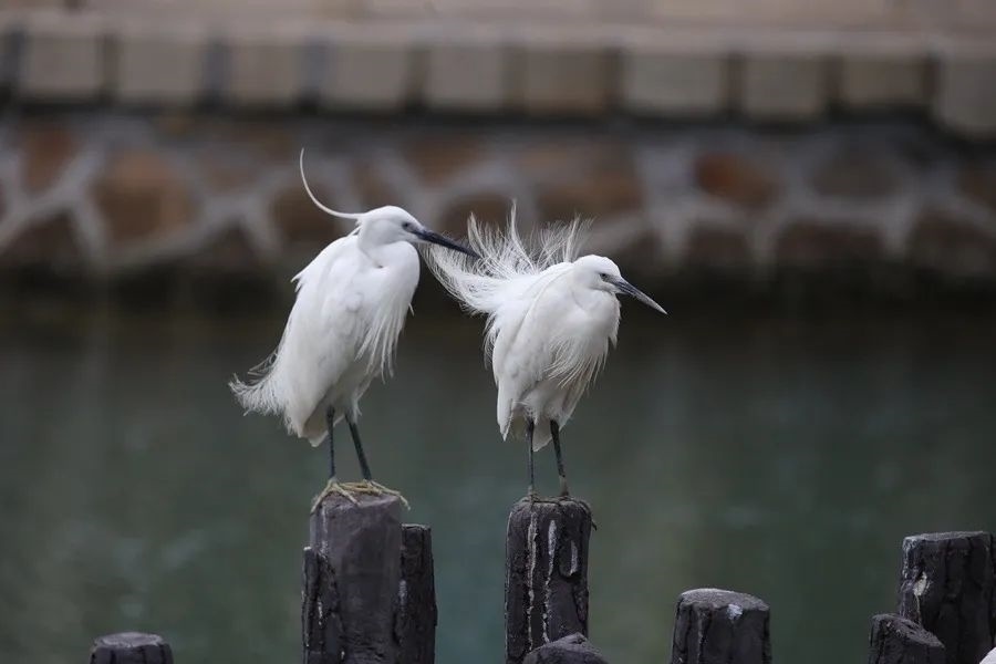 筼筜湖白鷺。人民網(wǎng)記者 陳博 攝