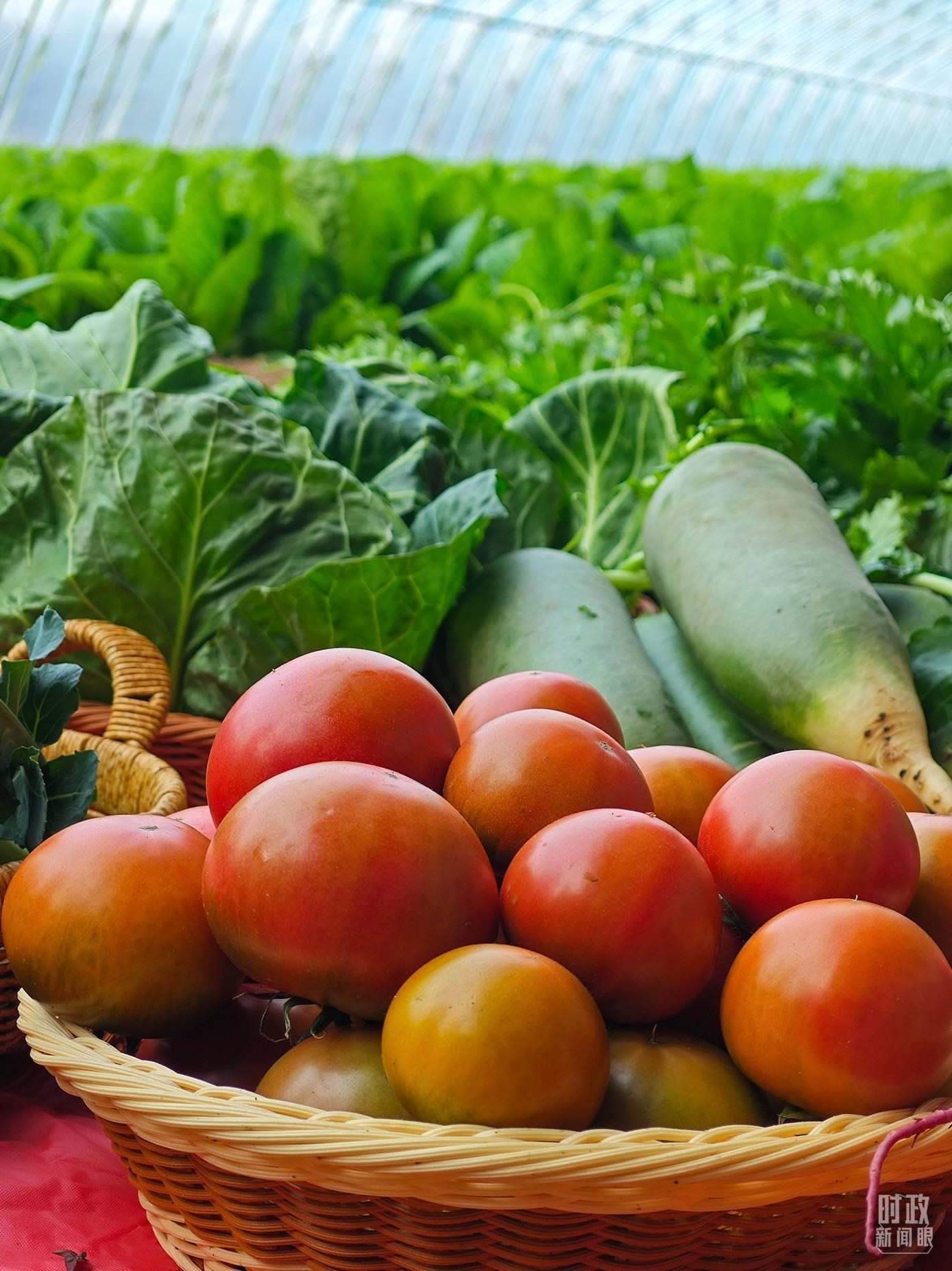 △第六埠村蔬菜大棚，蔬菜收獲頗豐。（總臺央視記者彭漢明拍攝）