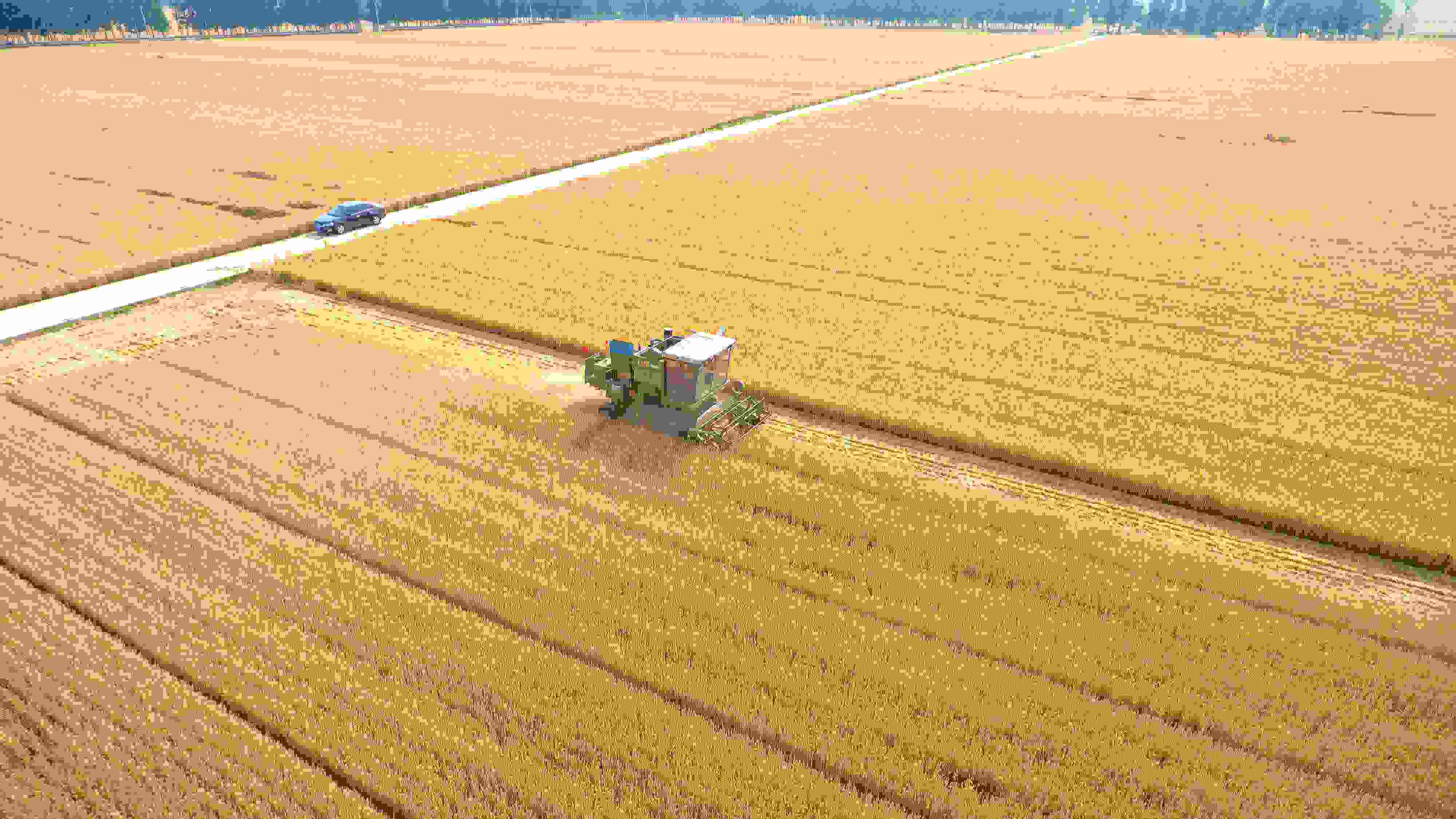 △ 2023年6月5日，山東聊城茌平區(qū)賈寨鎮(zhèn)王藥包村，收割機在田間進行小麥收割作業(yè)。