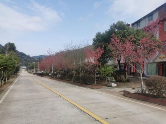 道路兩旁的山櫻花。將樂(lè)縣農(nóng)業(yè)農(nóng)村局供圖