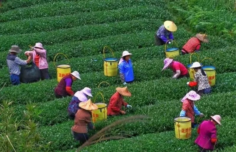 △軍營村茶農(nóng)在茶園采茶。