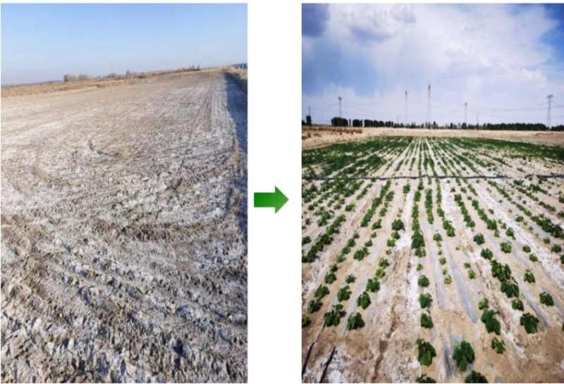 鹽堿地成良田。黃花農(nóng)場(chǎng)供圖