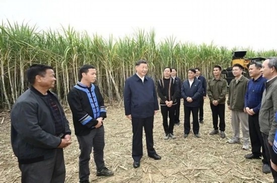 2023年12月14日，習近平總書記在廣西來賓市國家現(xiàn)代農(nóng)業(yè)產(chǎn)業(yè)園黃安優(yōu)質(zhì)“雙高”糖料蔗基地考察。
