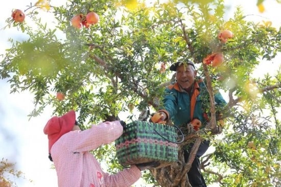 紅彤彤的石榴掛滿枝頭，農(nóng)戶們穿梭在林中采摘，享受著豐收的喜悅。