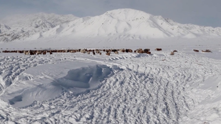 蒙古國近日發(fā)生雪災。圖片來源：蒙政府網(wǎng)站