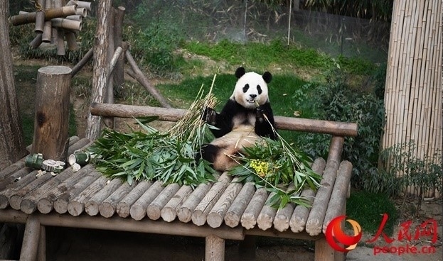“福寶”享用新鮮的竹子。人民網(wǎng) 李帆攝