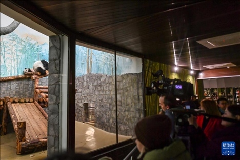 3月8日，人們在俄羅斯莫斯科動物園觀看大熊貓“喀秋莎”（左）和媽媽“丁丁”。新華社記者 曹陽 攝