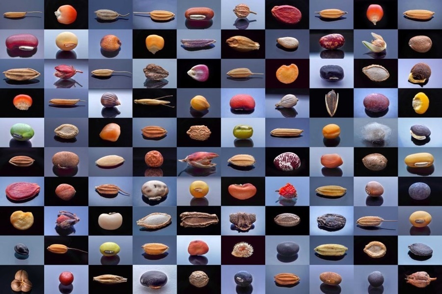 微距鏡頭下，湖南省農(nóng)作物種質(zhì)資源庫的種子千姿百態(tài)（100個種子拼版照片）。