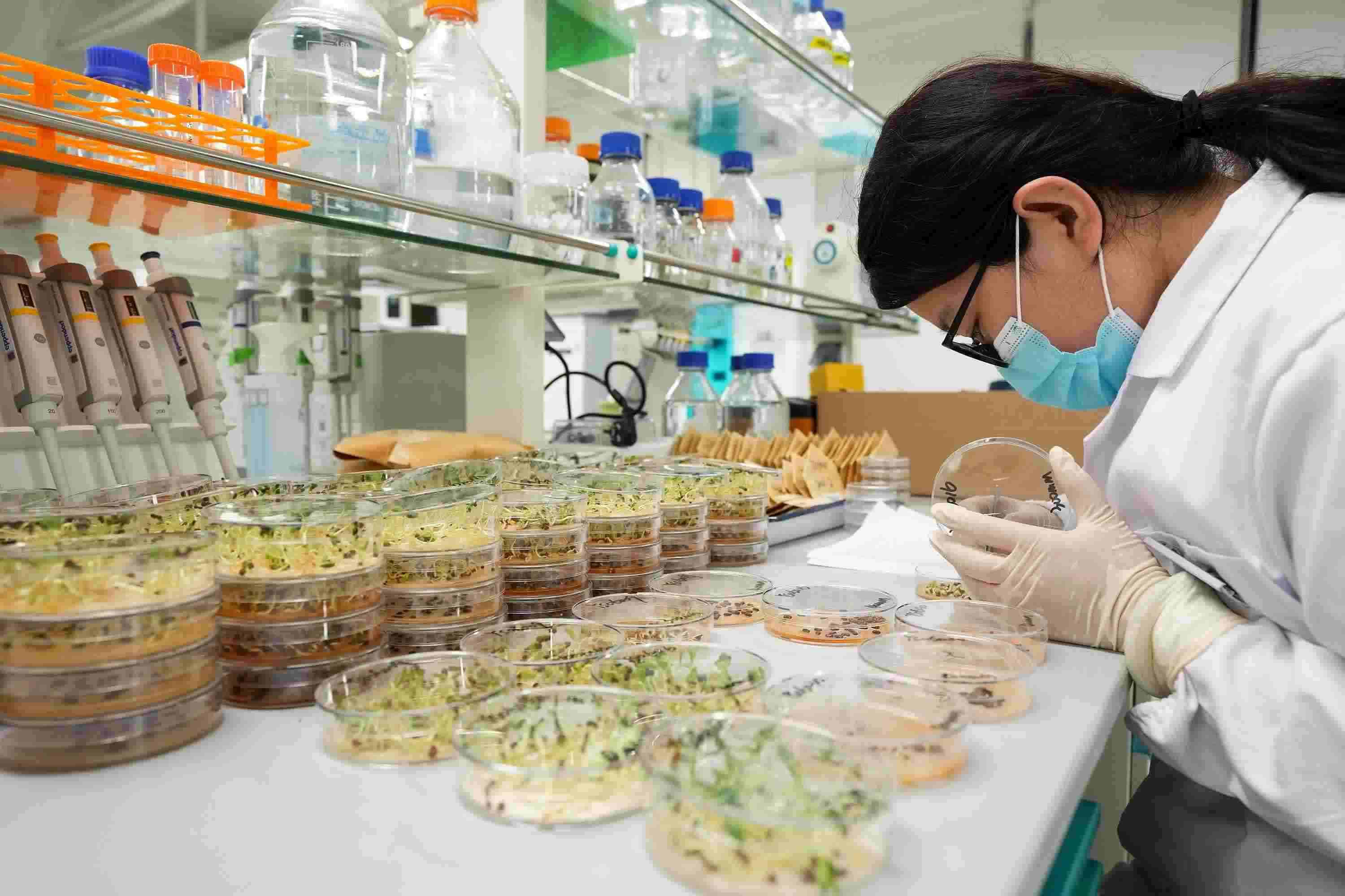 △ 海南三亞崖州灣科技城的崖州灣種子實(shí)驗(yàn)室，科研人員正在觀察種子樣本。