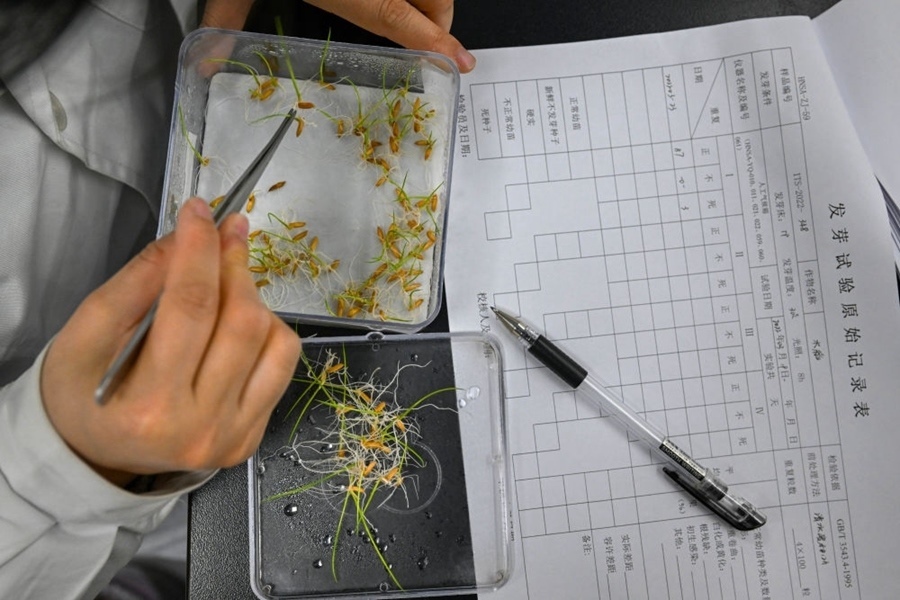 2022年3月23日，在湖南省農(nóng)作物種質(zhì)資源庫實驗室，檢測員對保存的水稻種子進行發(fā)芽試驗檢測。