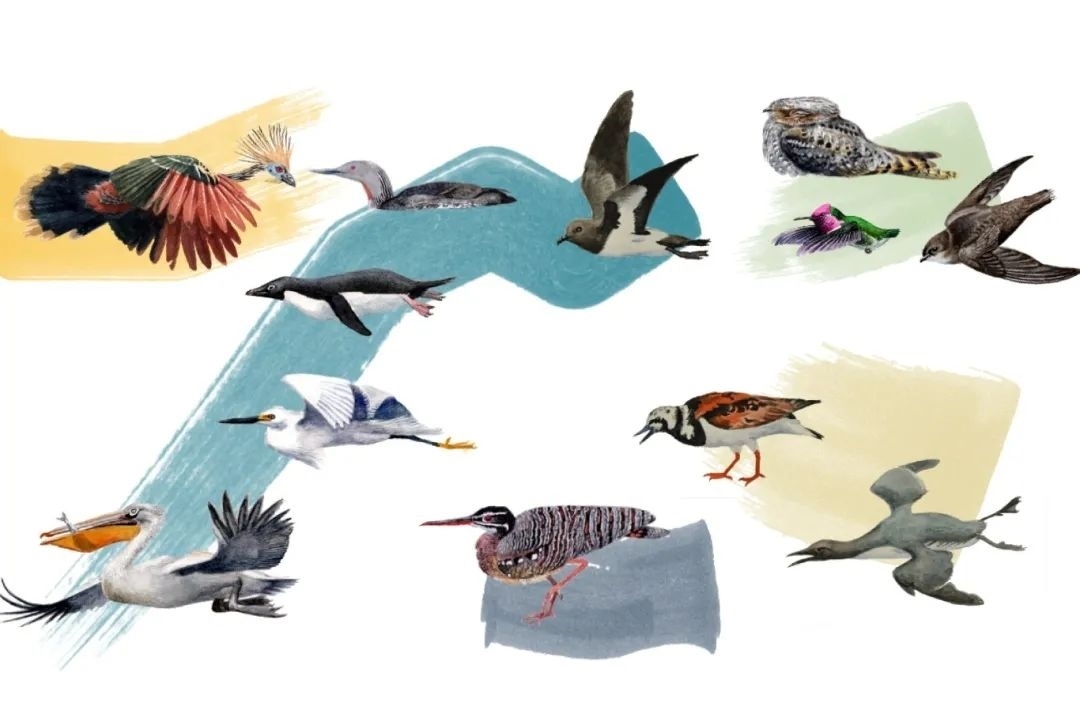 元素鳥類。浙江大學(xué)供圖