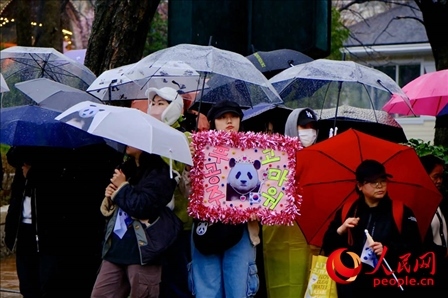 因“福寶”獲得力量和慰藉的年輕粉絲。 人民網(wǎng) 李帆攝