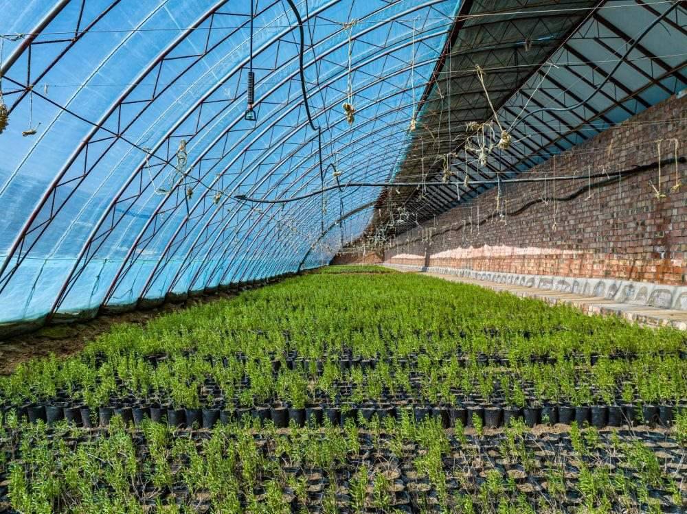 △內(nèi)蒙古一苗圃正在育苗。今年內(nèi)蒙古將投資2200萬(wàn)元保障“三北”工程種苗供應(yīng)，助力打好“三北”工程攻堅(jiān)戰(zhàn)。