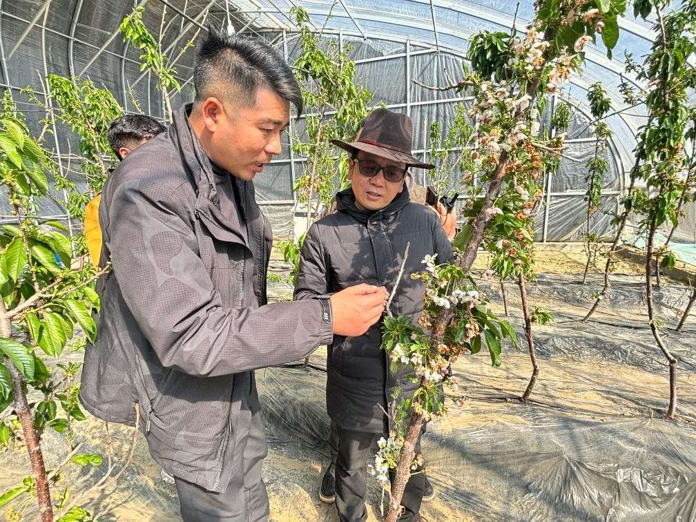 山東援藏小組及技術(shù)人員在大棚查看果蔬長(zhǎng)勢(shì)。（受訪者供圖）