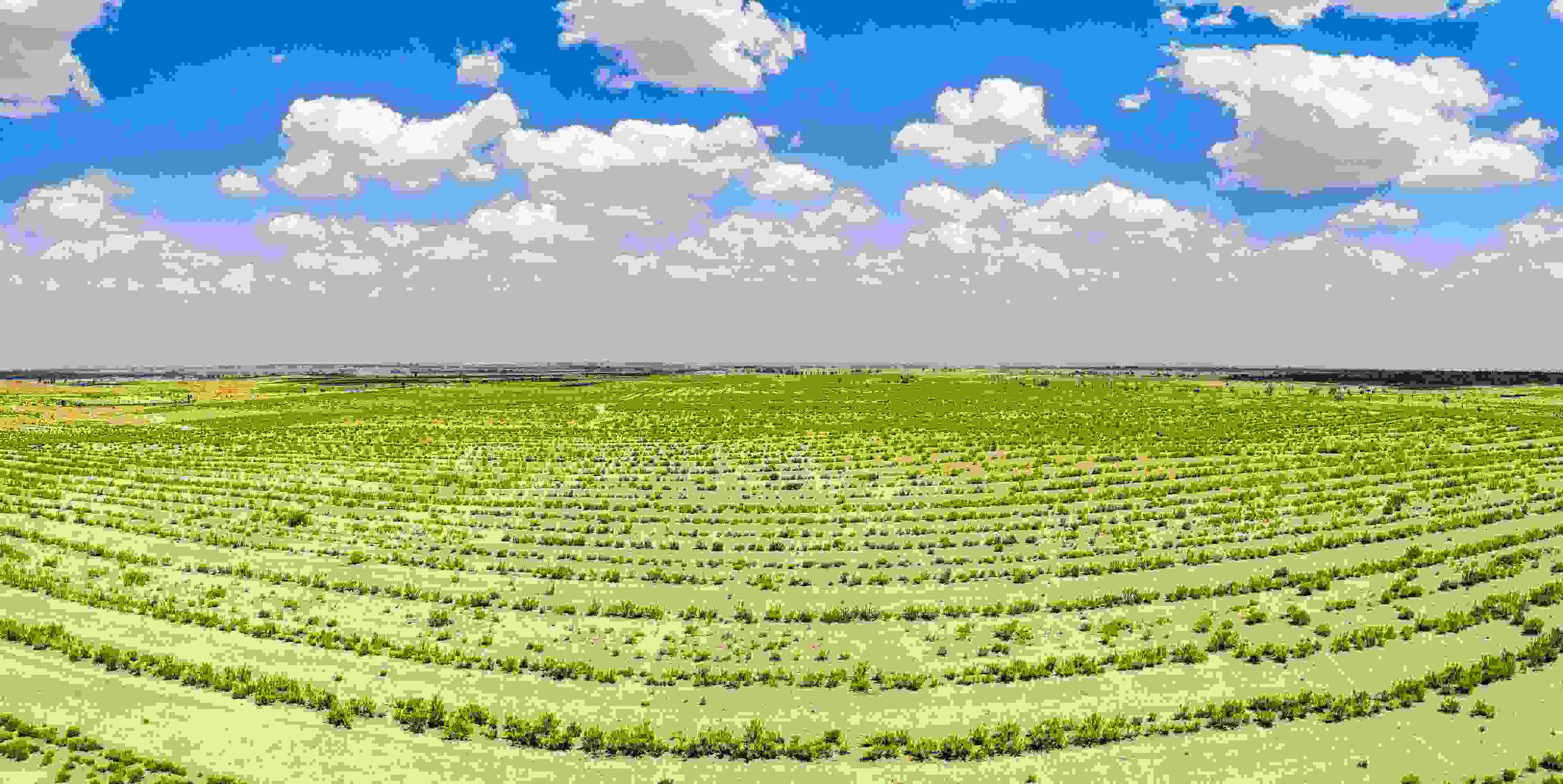 2023年6月7日，內(nèi)蒙古鄂爾多斯，毛烏素沙漠。