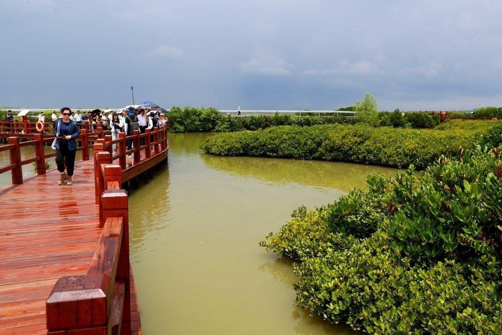 △2023年6月13日，人們在廣東湛江市麻章區(qū)金牛島觀賞紅樹林。