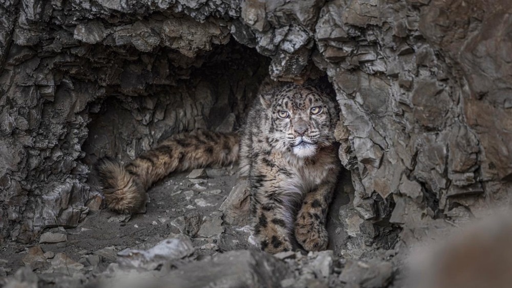 “高原精靈”雪豹。尼瑪多吉攝