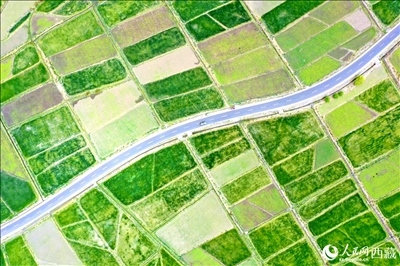 無人機(jī)視角下的西藏山南市瓊結(jié)農(nóng)田。人民網(wǎng)記者 次仁羅布攝