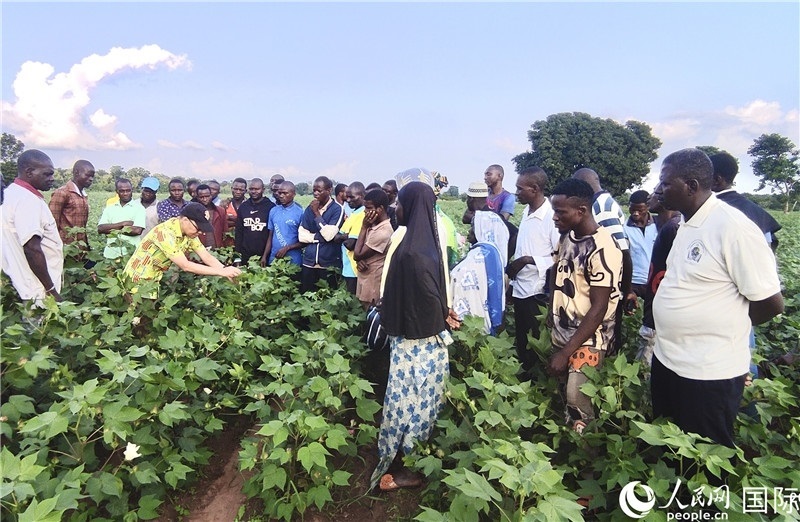 當(dāng)?shù)孛揶r(nóng)紛紛向中國(guó)專家學(xué)習(xí)技術(shù)。人民網(wǎng)記者 黃培昭攝