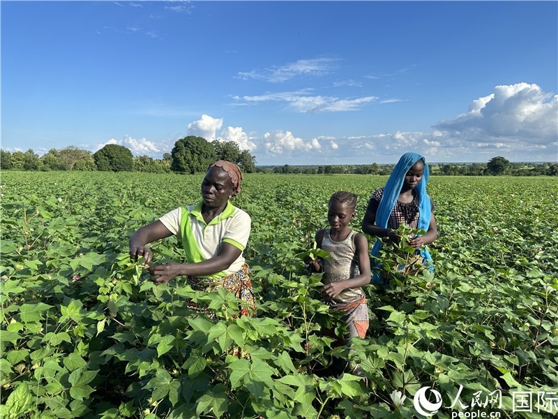 當(dāng)?shù)孛揶r(nóng)在麥田里勞作。人民網(wǎng)記者 黃培昭攝